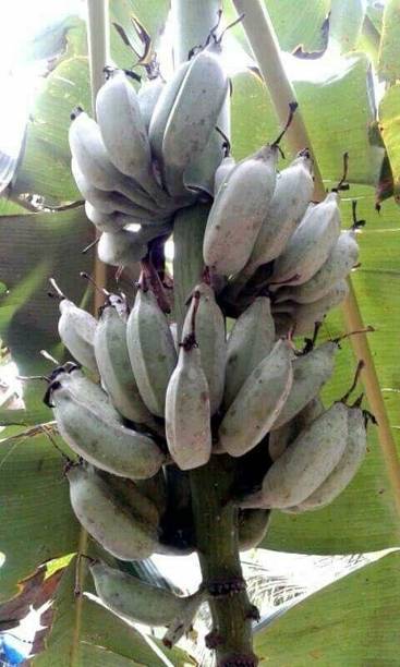 GREENCITY Banana Plant