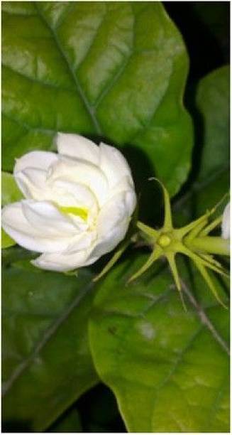 GREENCITY Jasmine Plant