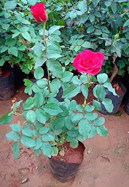 Cloud Farm Rose Plant