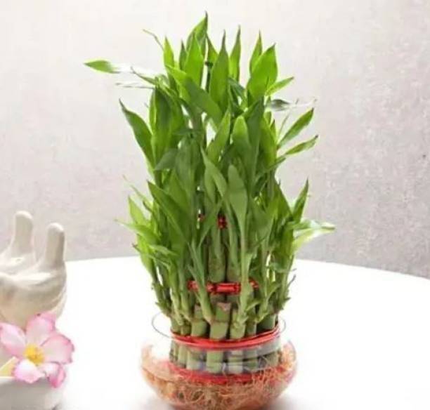 GreenyOn Two Layer Bamboo Plant