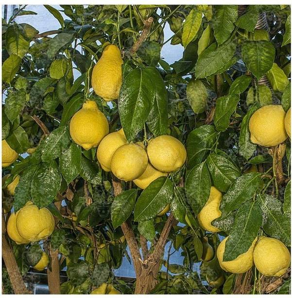 RasmoniGreen Lemon Plant