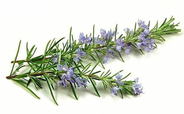 PetalPath Rosemary Herb Plant