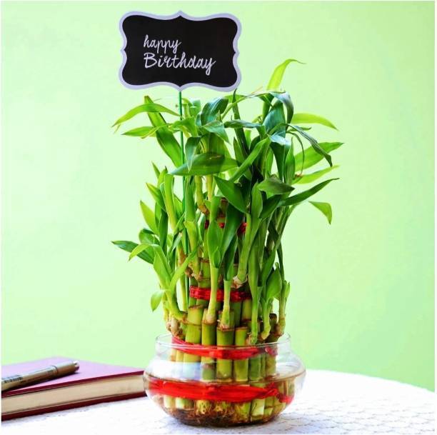 PETALFLEUR Two Layer Bamboo Plant