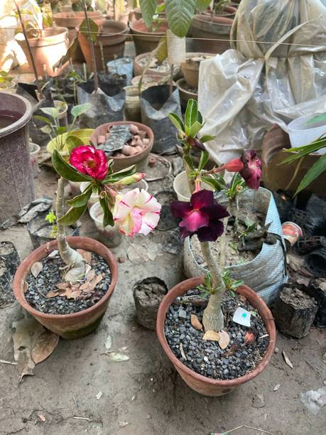 SHREYAGREEN Adenium Plant