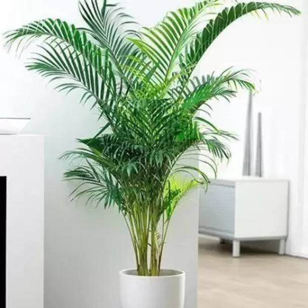 PLANTTOOZS Areca Palm
