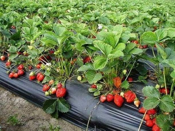 misha enterprise Strawberry Plant