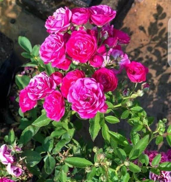 Aclipastal Rose Plant