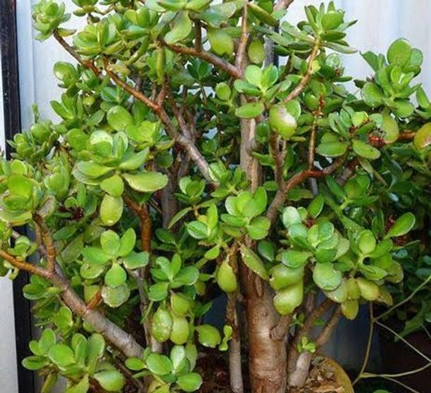 GREENCITY Jade Plant