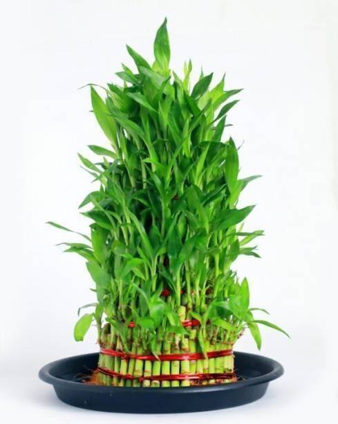 GreenyOn Two Layer Bamboo Plant