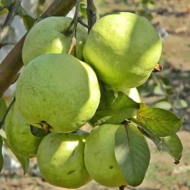 the green dotcom Guava Plant