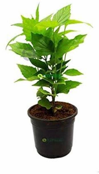 Aclipastal Parijat/Harsingar Plant