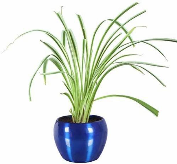 Adrita Spider Plant