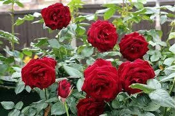 RasmoniGreen Rose Plant