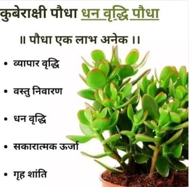 PetalPath Jade Plant