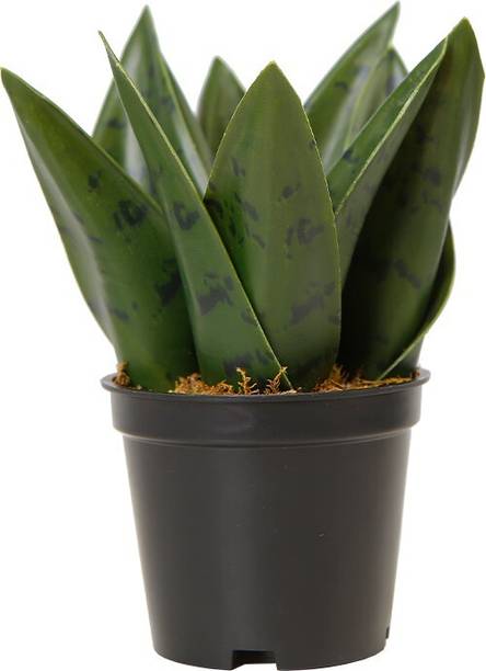 AFARTIOBINA Snake Plant