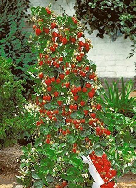 Barnaby Strawberry Plant