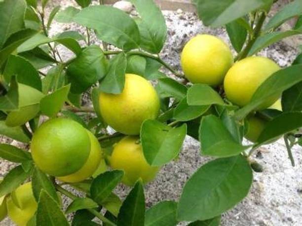 RasmoniGreen Lemon Plant