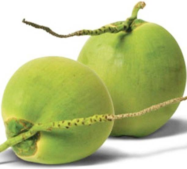 GreensFord Coconut Plant