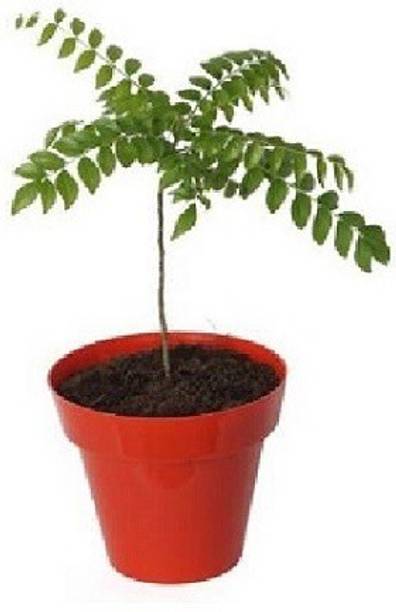 Corofitam Curry Leaf Plant