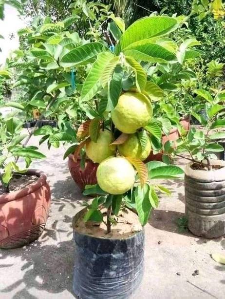 AloGardening Guava Plant