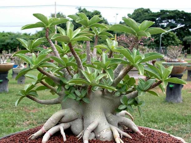 Samarthgreens Adenium Plant