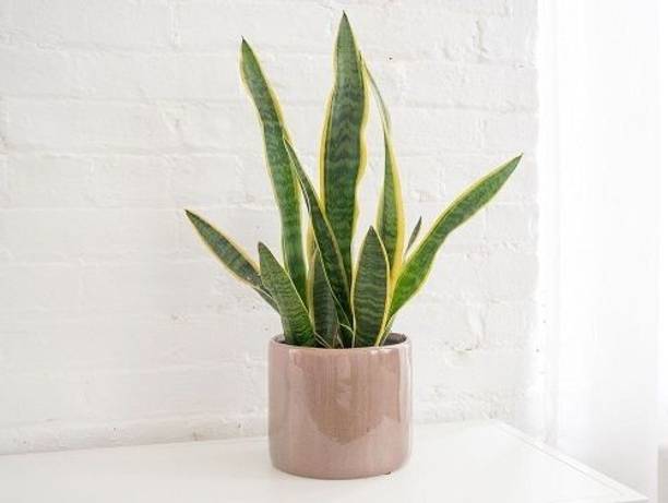 Adrita Snake Plant