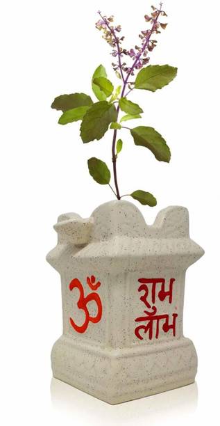 My Dream Nursery Tulsi Plant