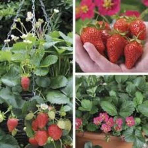 RasmoniGreen Strawberry Plant