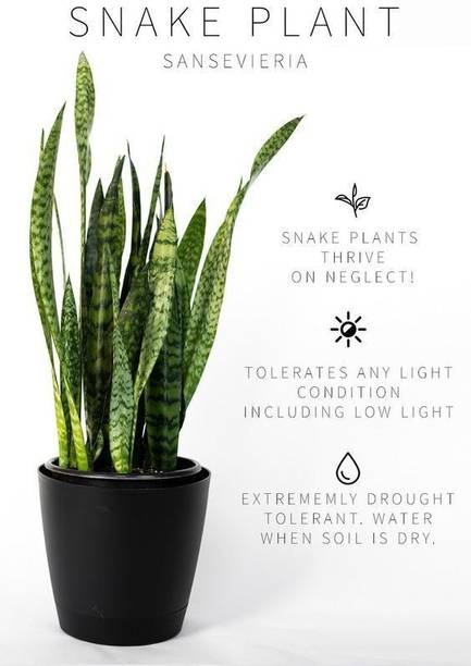 Barnaby Snake Plant