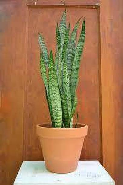 Wrenna Snake Plant