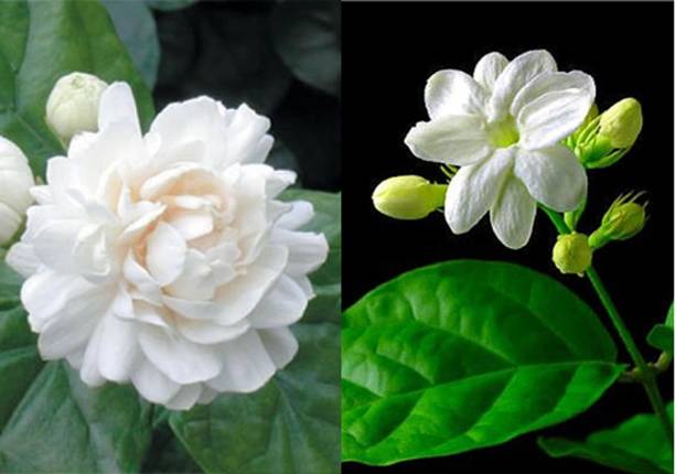 Barnaby Jasmine Plant