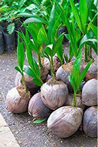 greenhousestore Coconut Plant