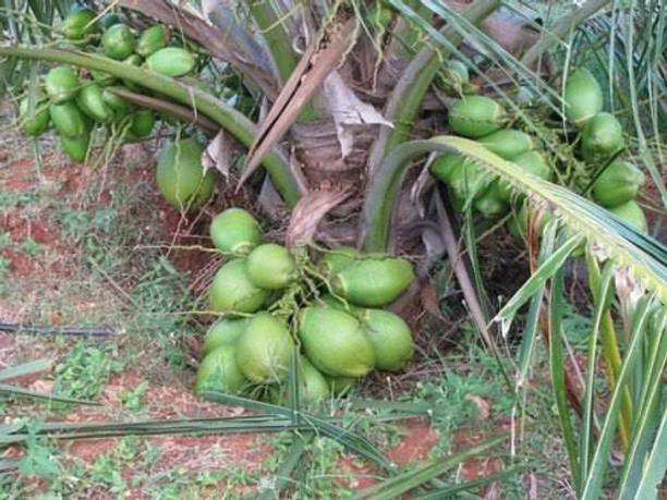 GreensFord Coconut Plant