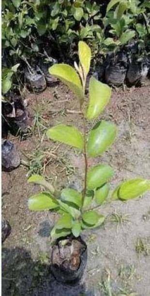 AGNES Money Plant