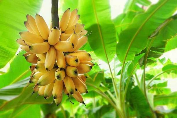 Barnaby Banana Plant
