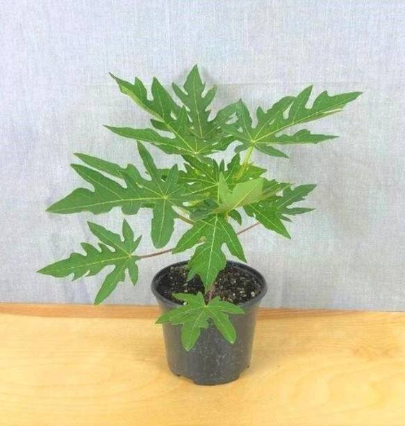 the green dotcom Papaya Plant