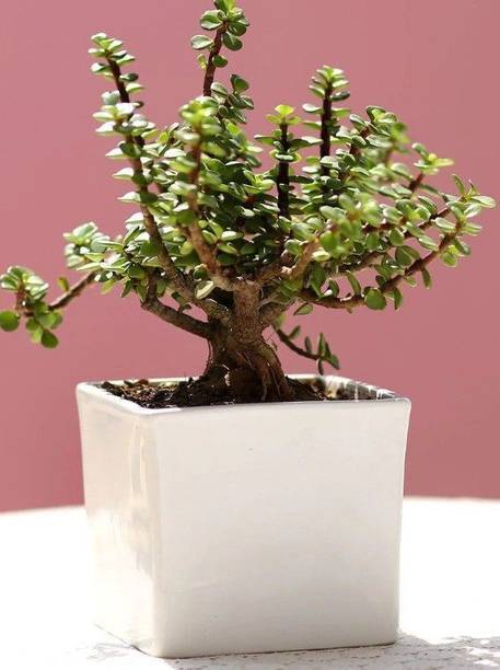 Aclipastal Jade Plant