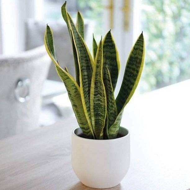 Adrita Snake Plant