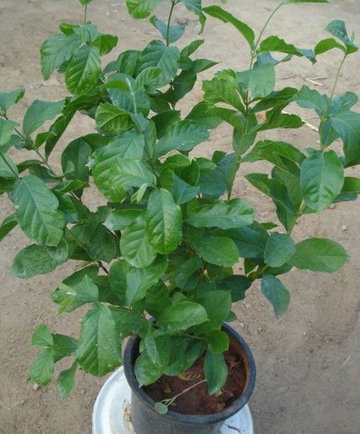 Barnaby Jasmine Plant