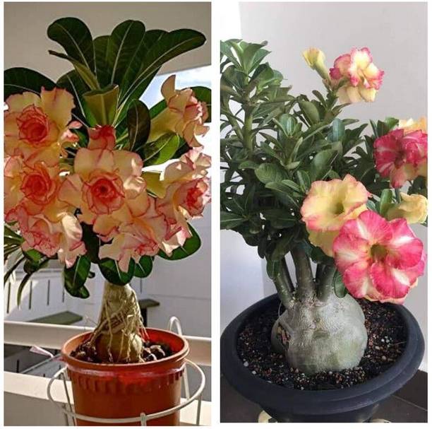 GreenyOn Adenium Plant