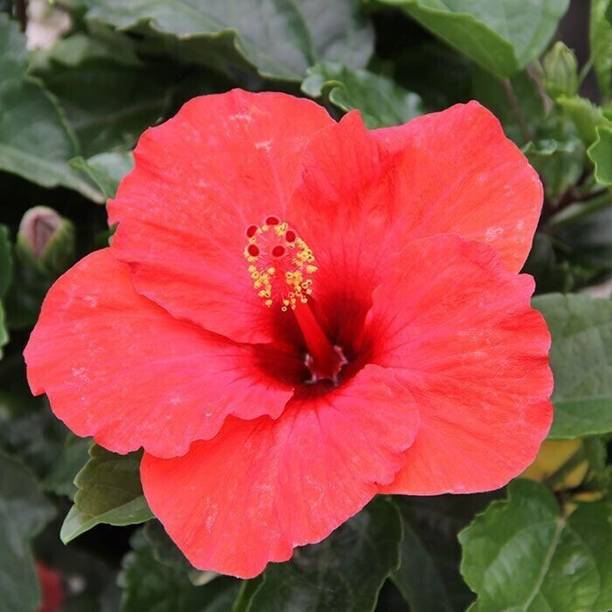 MULAKQALA Hibiscus Plant