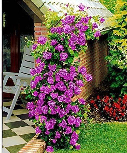 Barnaby Rose Plant