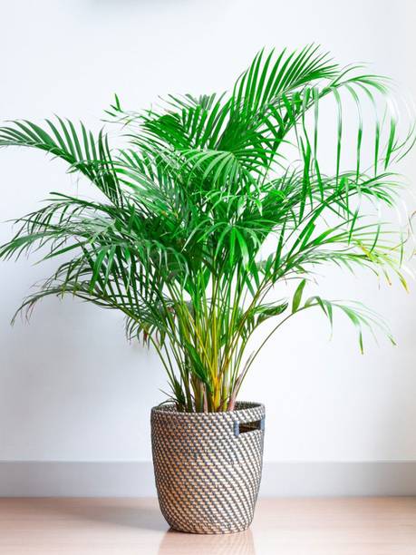 GREENPHOBIA Areca Palm