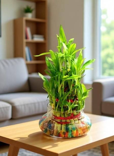 GreenyOn Two Layer Bamboo Plant