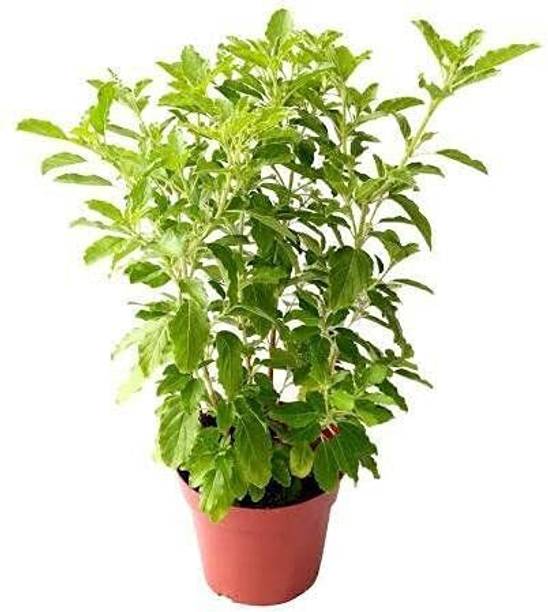 Tigress Tulsi Plant