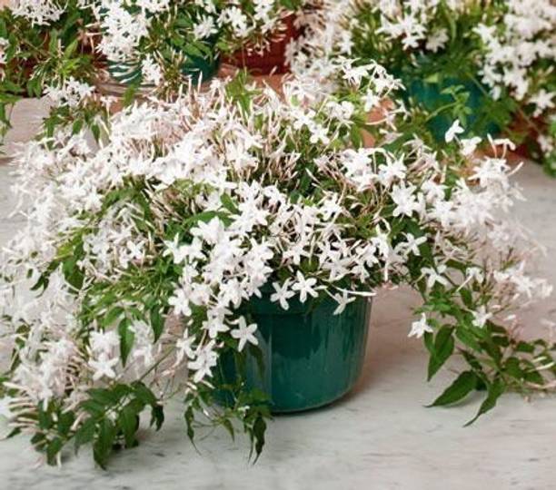 SKDIYA Jasmine Plant