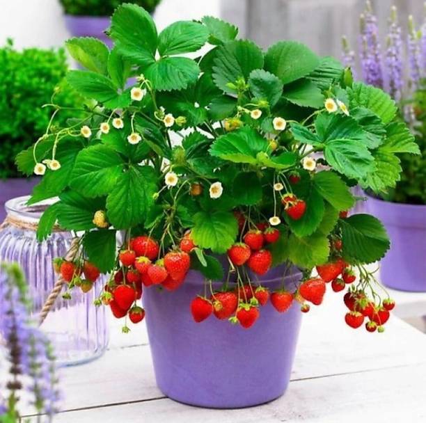 My Dream Nursery Strawberry Plant