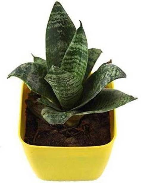 SHREYAGREEN Snake Plant