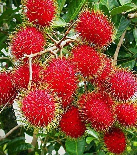 Axotic Rambutan Rare Heart Leaf Oxycardium Plant