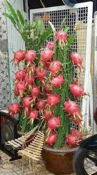 the green dotcom Dragon Tree
